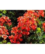LimaJa Bauhinia Galpinii RED ORCHID TREE exotic flower bonsai Authentic ... - £4.80 GBP