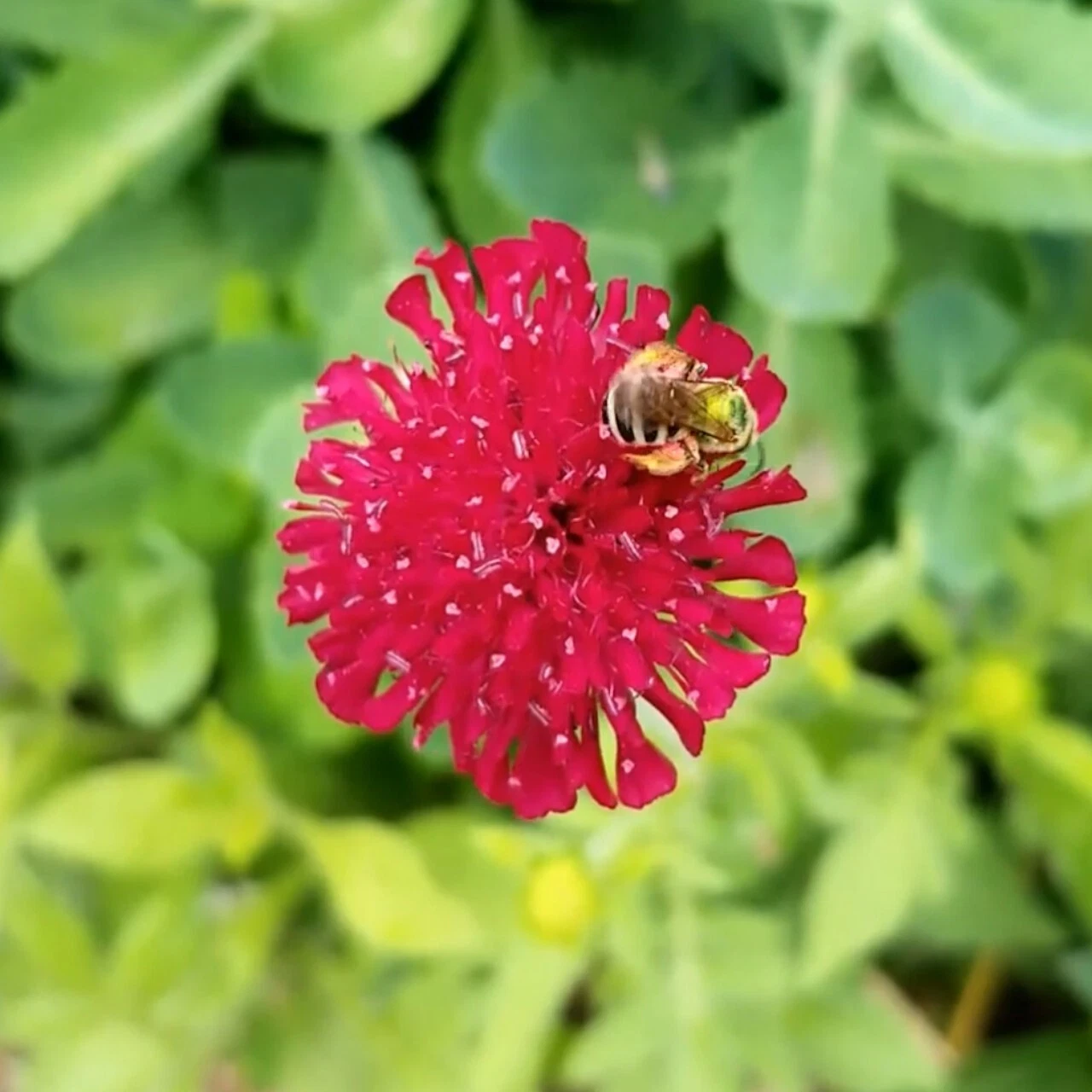 Knautia macedonica 'Red Knight' Pincushion Flower - Perennial Live Starter Plant - $49.38 CAD
