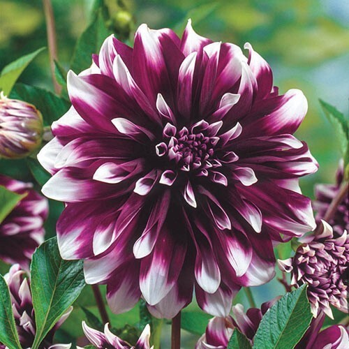 25 Concentrate Dahlia Perennial Flowers Seeds Flowering seeds Bloom Fres... - $8.98