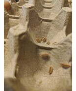 10 NEW Porcellionides pruinosus &#39;Pink&#39; Isopods. Free Shipping - $32.71