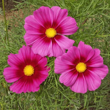 Radiance Cosmos Flower 50 Seeds - £7.97 GBP