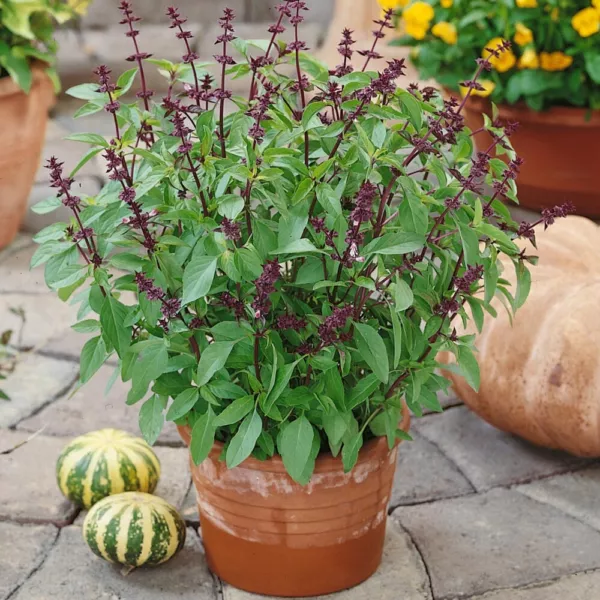 200 Thai Basil Seeds 2024 Heirloom Seed Usa Fresh Garden - £5.09 GBP