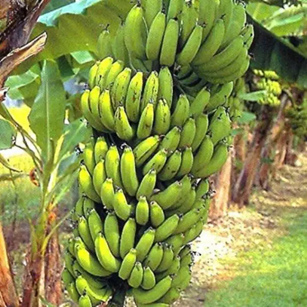 Gran Nain Chiquita Banana Tree M Acuminata Live Banana Tree Garden - £26.69 GBP