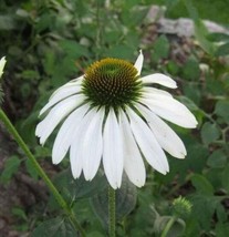 50 White Coneflower Echinacea Purpurea Flower Seeds From US  - £6.62 GBP