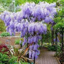 Bare Root Live Plant Wisteria Sinensis Perennial  - £57.39 GBP