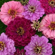 50 Zinnia Art Deco Mix Longlasting Annual Flower Seeds New Fresh US Ship... - $4.80