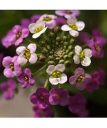 50 Pcs Special fragrant flower seeds Lobularia maritima, Hornsey ball seed - $8.02