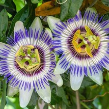 USA SELLER Blue Crown Passion Flower Passiflora Caerulea Seeds Free Ship... - $20.83