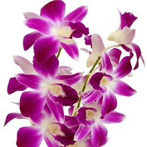 Dendrobium Orchid Stater Plant Hawaiian  2 Pack #D2 - £63.30 GBP