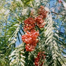 5 Schinus Molle California Pepper Tree Seeds For Planting   - £15.05 GBP