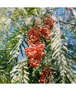 5 Schinus Molle California Pepper Tree Seeds For Planting   - £14.86 GBP