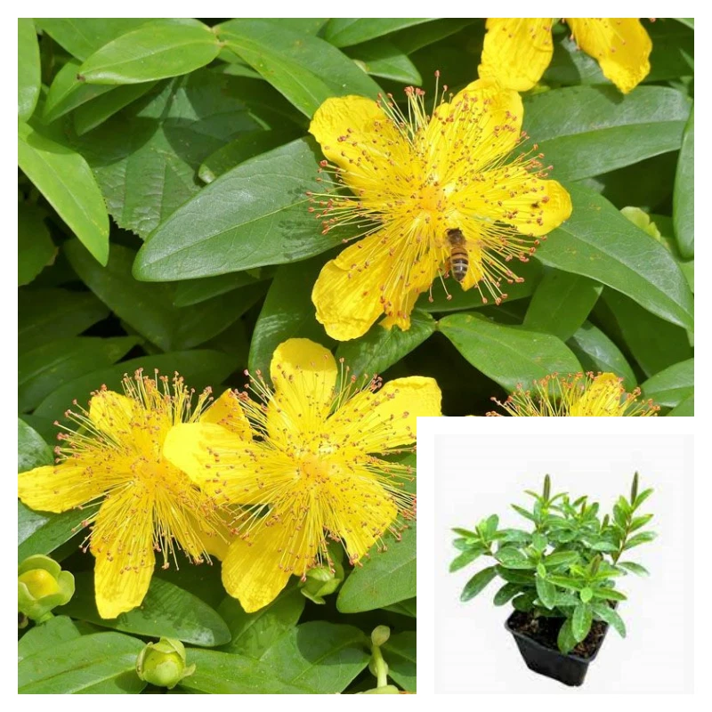 Hypericum Calycinum Plant 4in Pot Aarons Beard Ground Cover Live Plant U... - $14.99