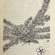 1905 Pyxie Moss Wild Flower Print Pen &amp; Ink Lithograph Antique 6.75 x 3.75&quot; - £13.78 GBP