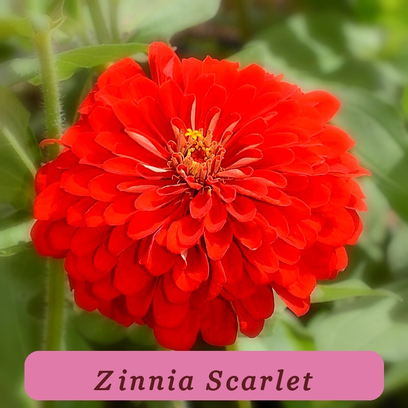 Scarlet Flame Red Zinnia Seeds 100+ Flower Elegans Vibrant Colors - $3.89