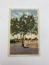 Vintage The Sausage Tree Kigelia Pinnata Boynton Florida Linen Posted 1936 - $7.95