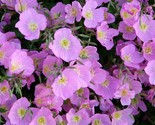 400 Evening Primrose Seeds Pink Fresh Fast Shipping - $8.99