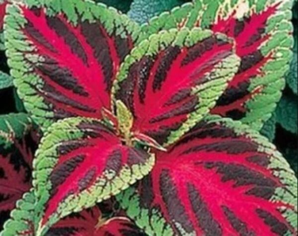 Best 25 Seeds Red Green Coleus Flowers Easy to Grow Garden