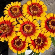 New 150 Zinnia Elegans Sombrero Flower Seeds Fresh USA Garden - $8.99