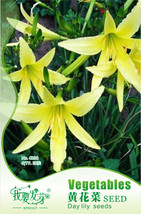 1 Pack 10 Seeds Hemerocallis Citrina Baroni Seeds Tasty Day Lily Herb Vegetables - £8.62 GBP