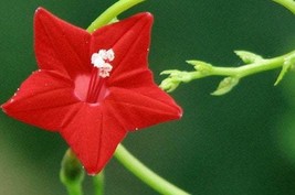 6 Red Cypress Hummingbird Vine Seeds Bw91049 Fresh USA Shipping - $15.74