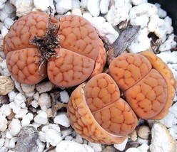 Lithops hookeri LUTEA rare living stones exotic mesembs live rocks seed 50 SEEDS - £8.05 GBP