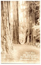 Zan-138 Trail through the Redwoods Muir Woods Monument California RPPC Postcard - £8.87 GBP