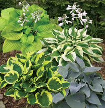 Hosta Flower Seeds Mix Garden Beautiful USA Seller - $11.98