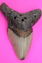 Authentic Megadolon Shark Tooth 3.54 Inches 70 Grams Fossil Dino Girl COA M26 - $148.57 CAD