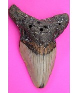 Authentic Megadolon Shark Tooth 3.54 Inches 70 Grams Fossil Dino Girl CO... - $106.99