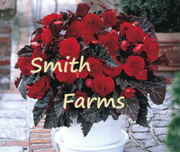 SKM 25 Seeds Mocca Cherry Begonia Flowers Non Stop Foliage Hanging Pot E... - $205.91 MXN