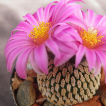 10 pcs Pelecyphora Pseudopectinata seeds semi Cactus sementi Succulent Plants FR - £17.36 GBP