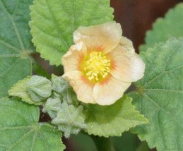 Thjar 100 Country Mallow (Bala / Flannel Weed) Sida Cordifolia Flower Seeds - $4.99