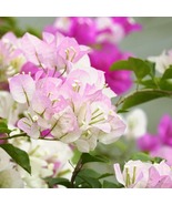 3 Imperial Thai Delight Bougainvillea Live Plants in 2.5-inch Nursery Cubes - $52.99