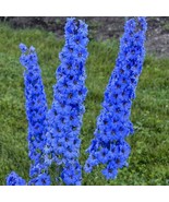 FMG Fresh 25 Bright Blue Delphinium Seeds Perennial Garden Flower Planti... - $325.40 MXN