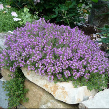 Creeping Thyme Lavender Groundcover Perennial Purple Flowers NON GMO 1000 Seeds - £7.33 GBP