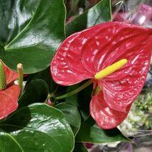 Red Anthurium Ornamental Live Plant - £53.73 GBP