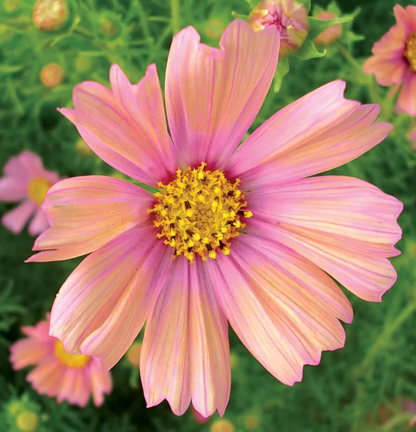 25 Seeds Cosmos Apricot Tall Beauties Organic Non Gmo Flower - £7.74 GBP