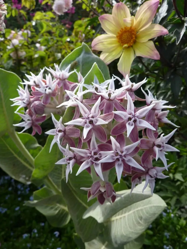 15 Seeds Showy Native Milkweed Flower - £7.63 GBP