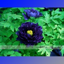 1 Professional , 5 Seeds / , Dark Blue Tree Peony Flower Seeds Rere Plants #NF52 - £2.90 GBP