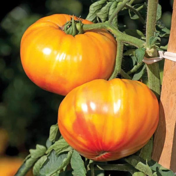 50 Seeds Buffalosun Tomato Juicy Tomatoe Vegetable Garden New Fresh Seed... - £5.84 GBP