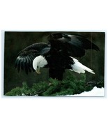 Bald Eagle Majestic Bird of Prey National Audubon Society Wildlife Postcard - €6,01 EUR