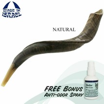 Cuerno Kosher Yemenita Shofar Kudu Natural 16&quot;-18&quot; (40-45cm) Israel - £66.98 GBP