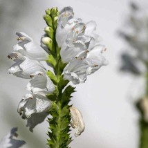 New Fresh Seeds Obedient Plant Seed Physostegia Virginiana Pink Flower Seeds 100 - £8.78 GBP