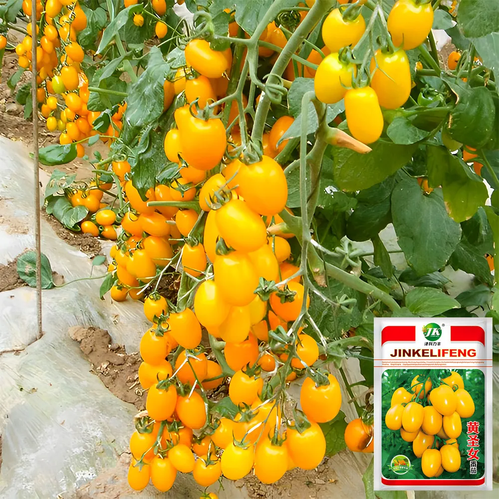 5 Bags (200 Seeds / Bag) of Yellow Saint Cherry Tomatoes ZZ-1724 - $28.40