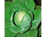 400 Cabbage Seeds Copenhagen Market Heirloom Non Gmo Fresh Fast Shipping - $8.99