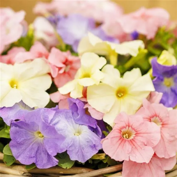 50 Pelleted Petunia Seeds Limbo Pastel Mix Petunia Seeds Fresh New - £10.14 GBP