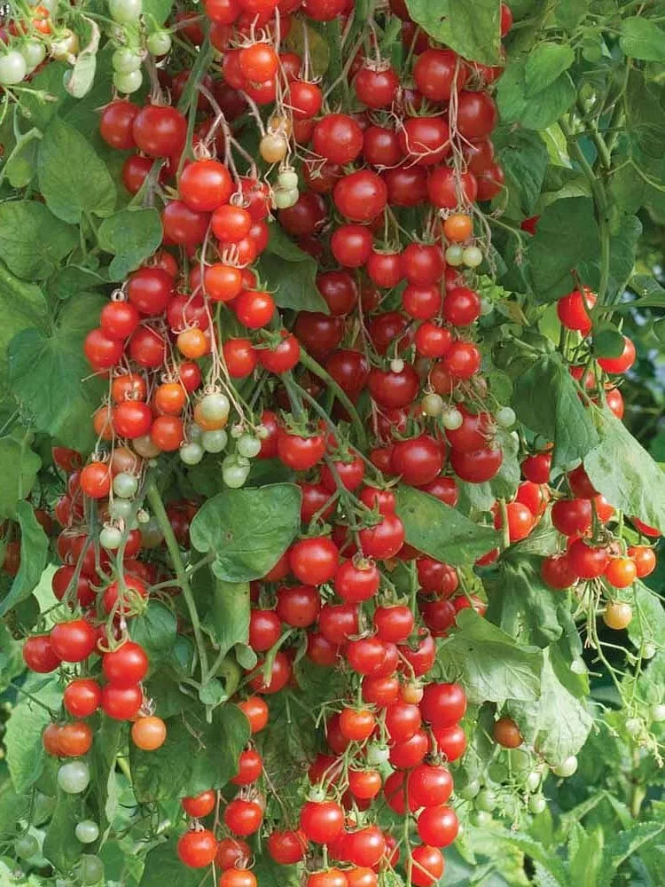 50 Seeds Sweet Million Tomato Vegetable Garden - £7.83 GBP