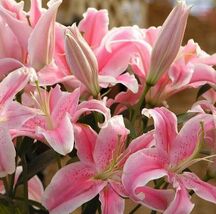 50pcs Pink Rare Lily Flower Seeds Planting Flower Lilium Perfume Garden.... - $6.58 CAD