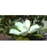 SMX Magnolia Grandiflora 10 Seeds Cold Hardy Fragrant Southern Bull Bay ... - $213.08 MXN