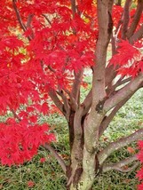 12 Oshio Beni Japanese Maple Seeds Acer Palmatum Oshio Beni Ships From USA - $11.80